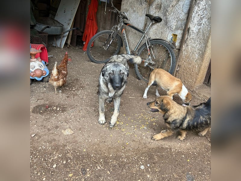 Veresa sucht ein Zuhause oder eine PS❤️