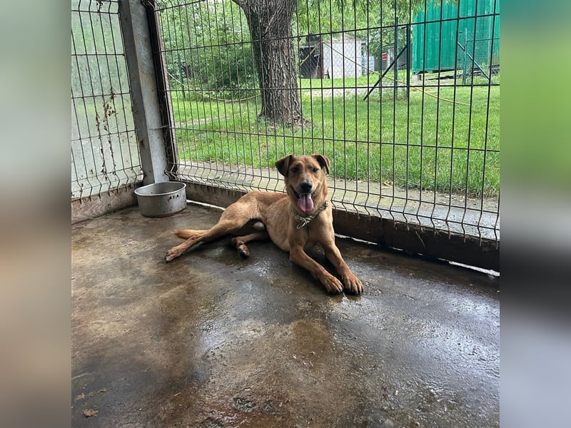 Nandi sucht ein liebevolles Zuhause ❤️