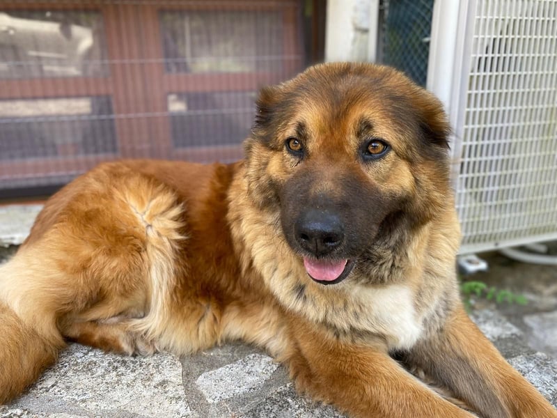 MECA sucht ihr Glück❤️