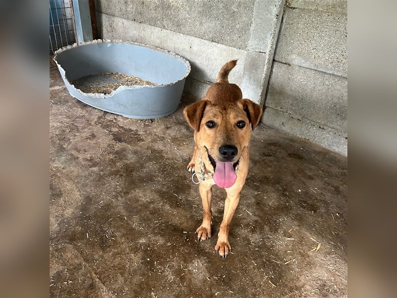 Nandi sucht ein liebevolles Zuhause ❤️