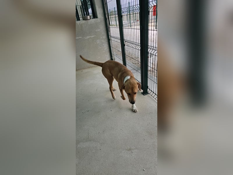 Süßfratz Roll sucht sein forever Home❤️