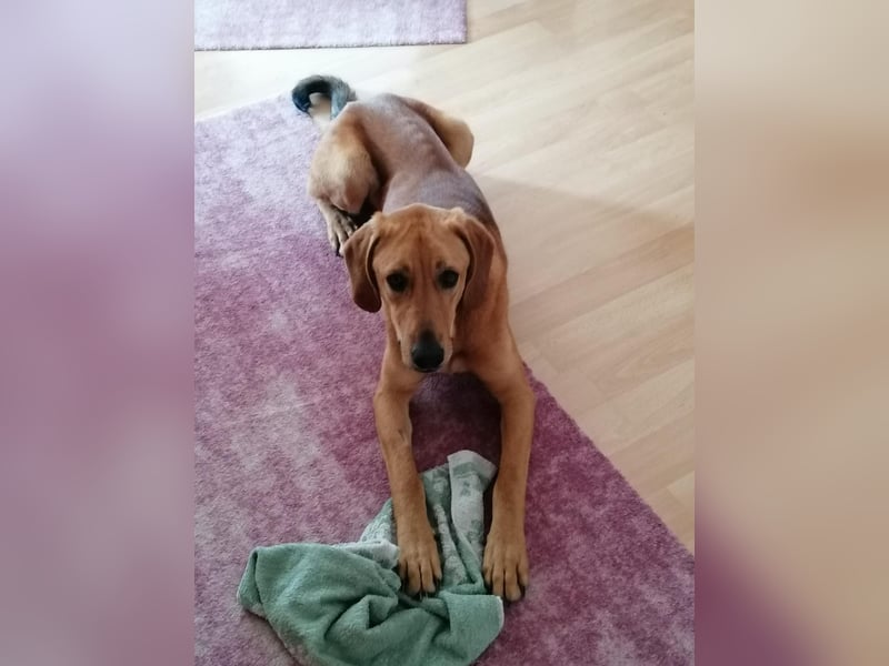 LUI sucht seine Familie ❤️