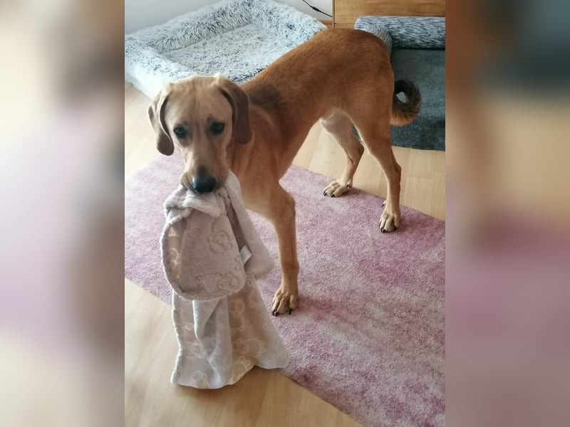 Lieber Rüde LUI sucht seine Familie ❤️