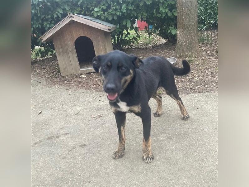 Hundemädchen Kay sucht ihr Glück❤️
