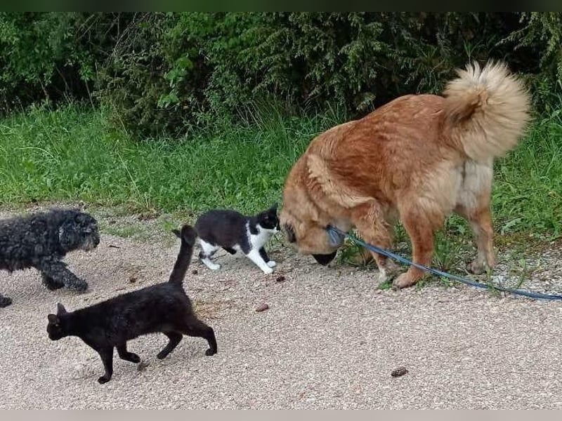 MECA sucht ihr Glück❤️