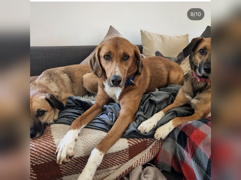 Vermittlungshilfe für Bronte ❤️