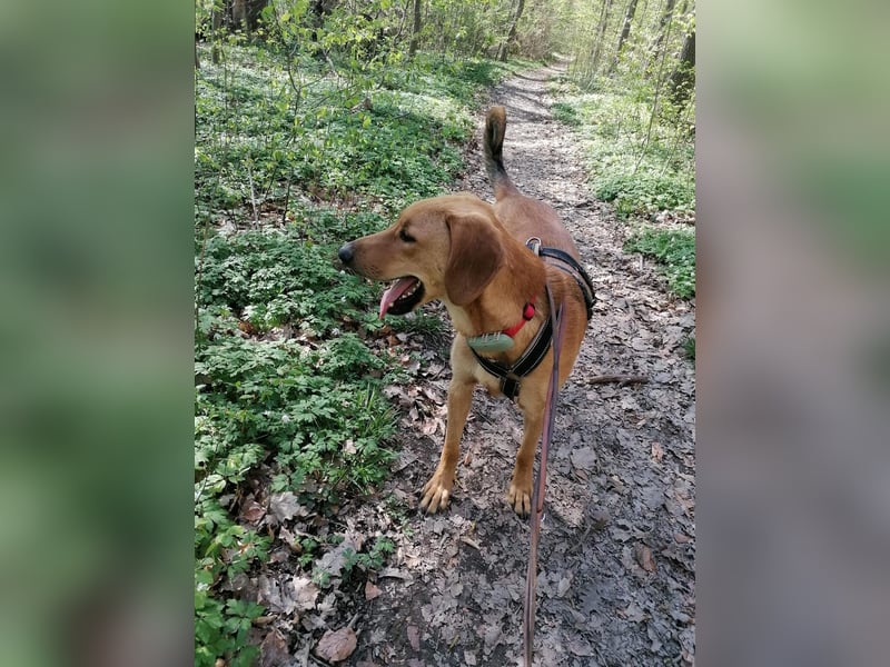 Lieber Rüde LUI sucht seine Familie ❤️