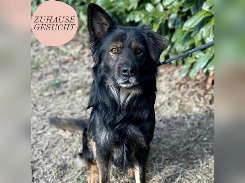 Lino sucht sein forever Home❤️