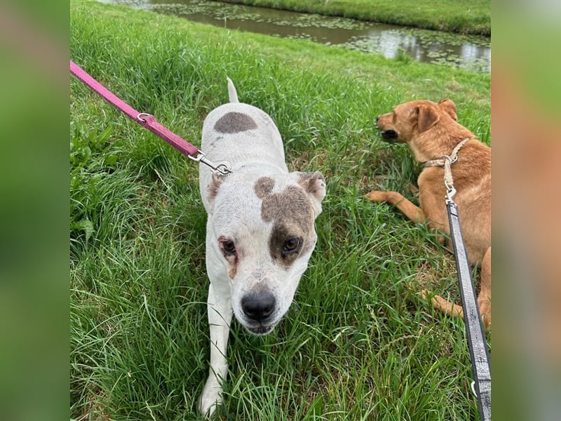 Nandi sucht ein liebevolles Zuhause ❤️