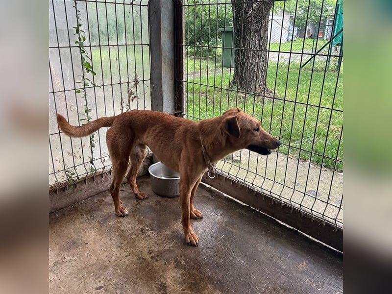 Nandi sucht ein liebevolles Zuhause ❤️