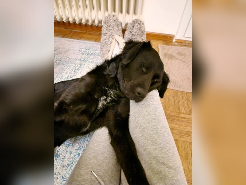 Verschmuste Eagle sucht forever Home❤️