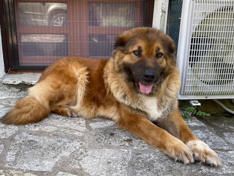 MECA sucht ihr Glück❤️