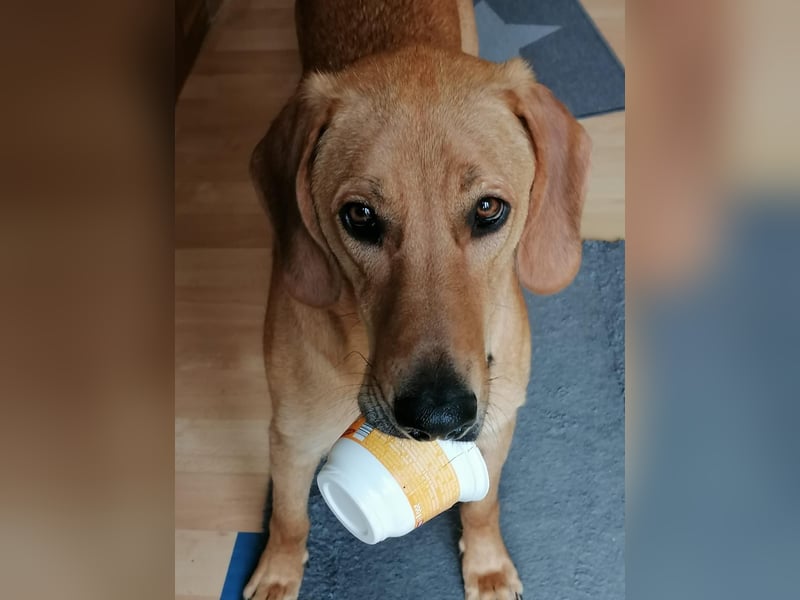 Lieber Rüde LUI sucht seine Familie ❤️