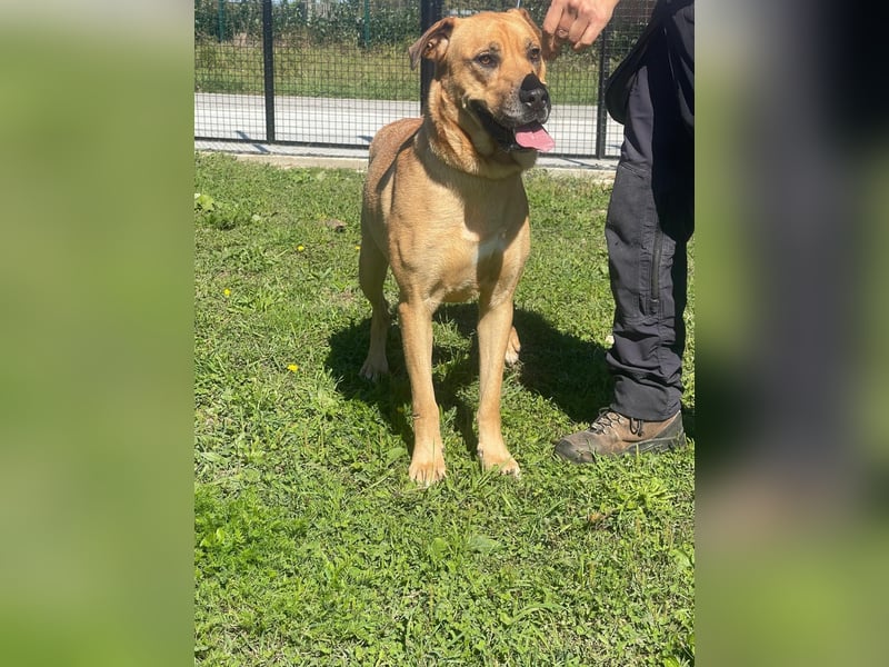 LARA sucht ihr forever Home ❤️
