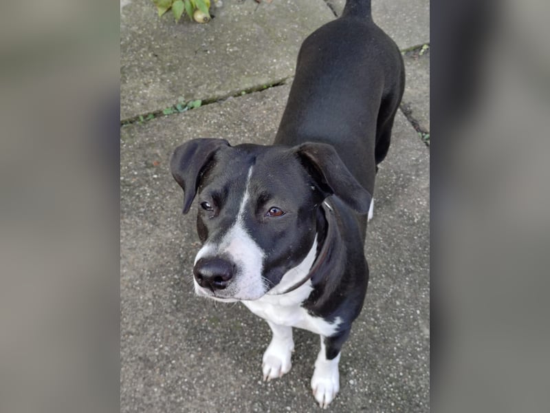 Vermittlungshilfe für KIRA❤️