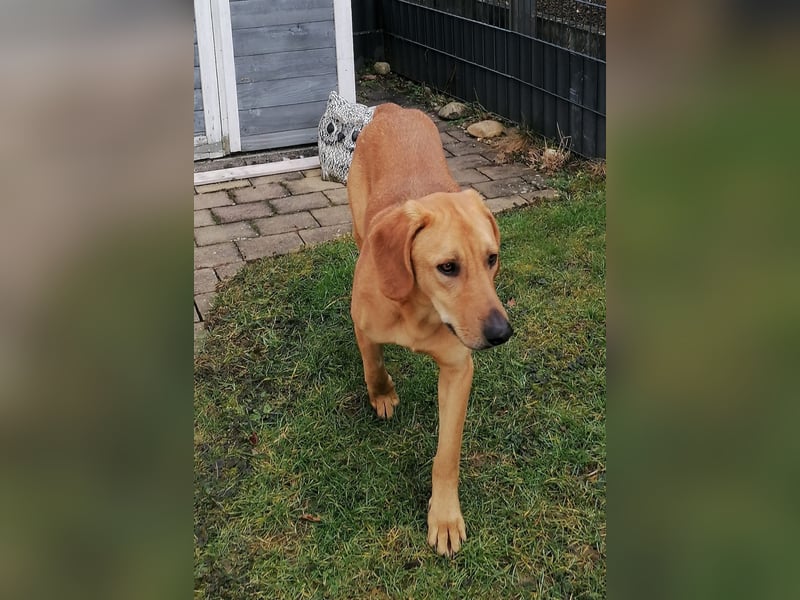 LUI sucht seine Familie ❤️