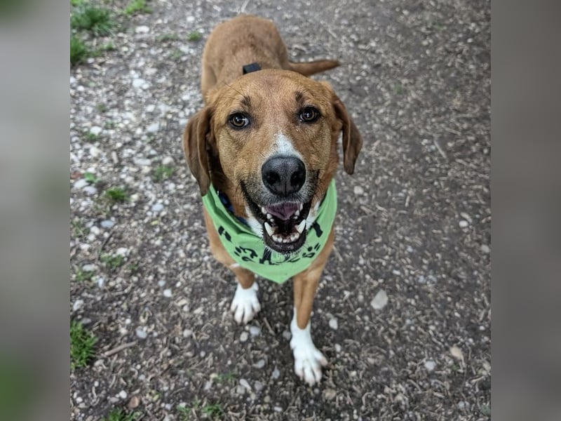 Vermittlungshilfe für Bronte ❤️