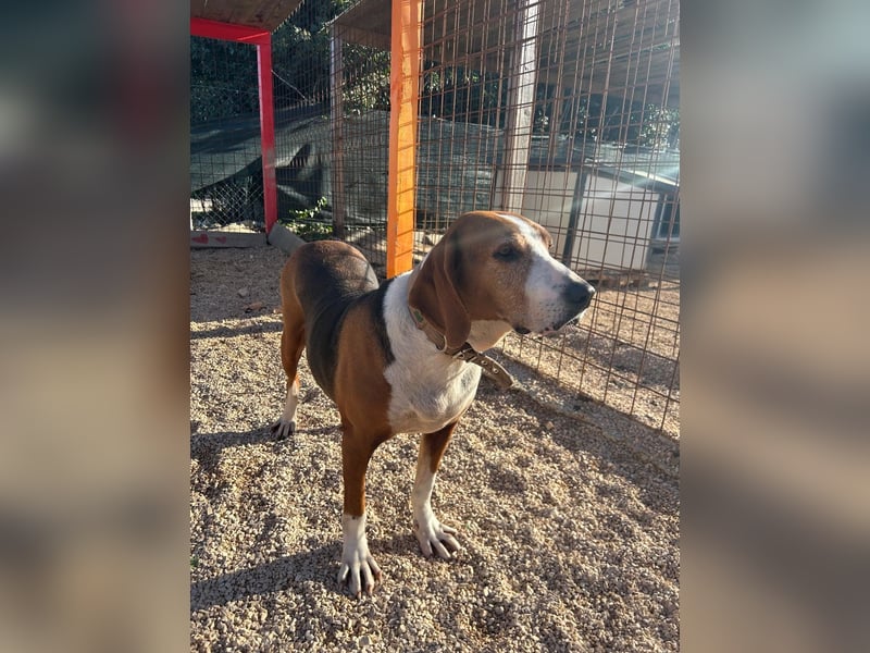 Aufgeschlossene Mila sucht ihr Zuhause ❤️