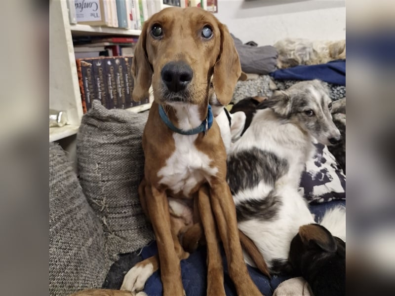 Ili sucht sein Für-Immer-Zuhause ❤️