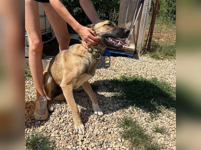 Silvia sucht ihr Zuhause ❤️