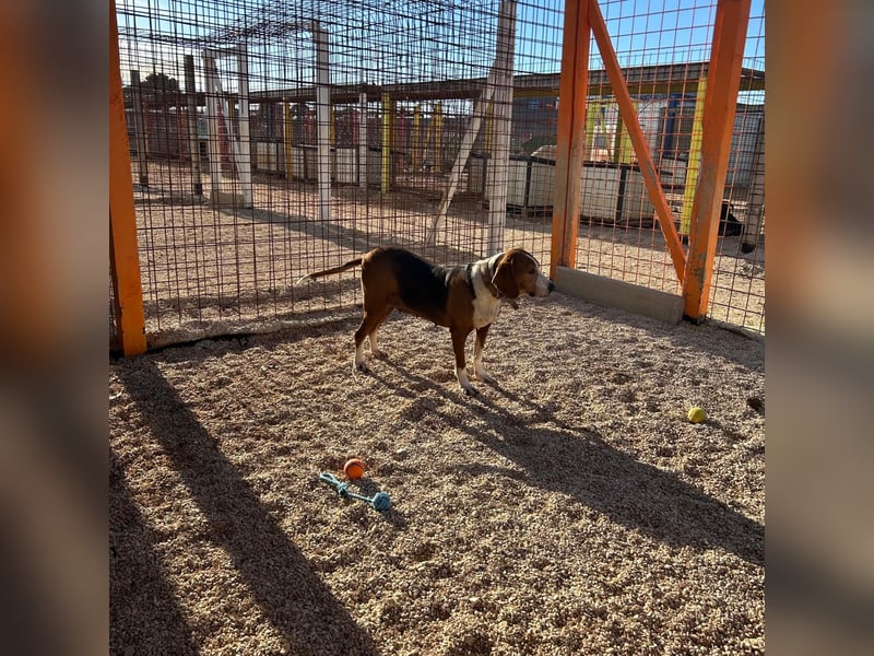 Aufgeschlossene Mila sucht ihr Zuhause ❤️