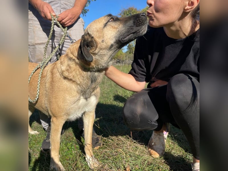 Silvia sucht ihr Für-Immer-Zuhause❤️