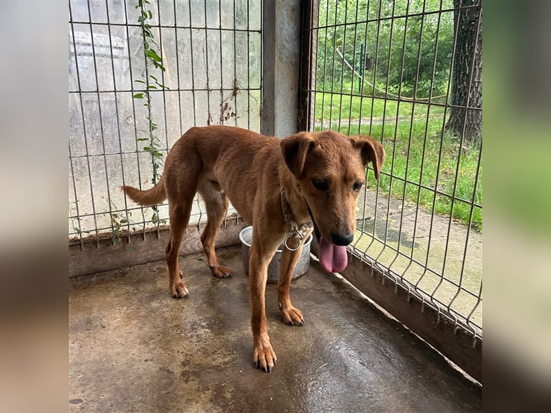 Nandi sucht ein liebevolles Zuhause ❤️