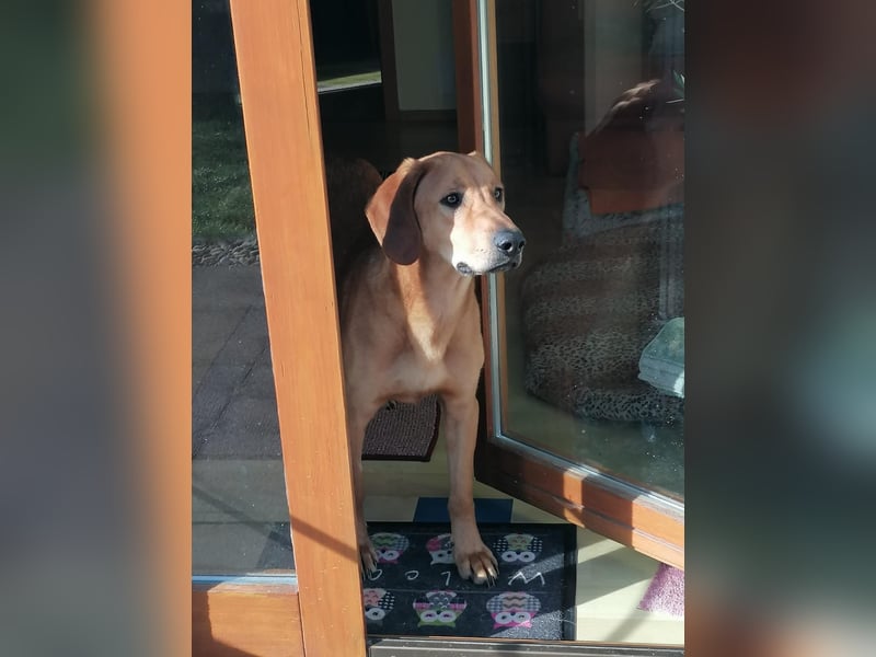 Lieber Rüde LUI sucht seine Familie ❤️