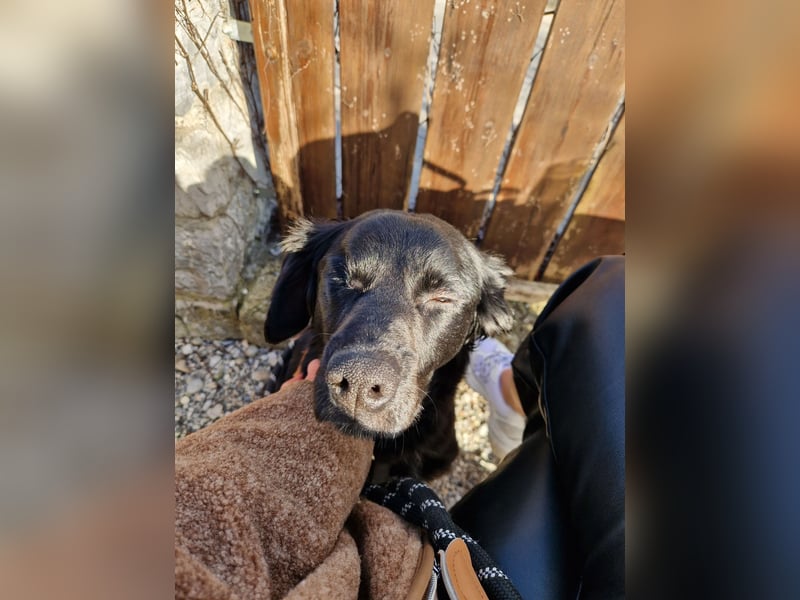 Verschmuste Eagle sucht forever Home❤️