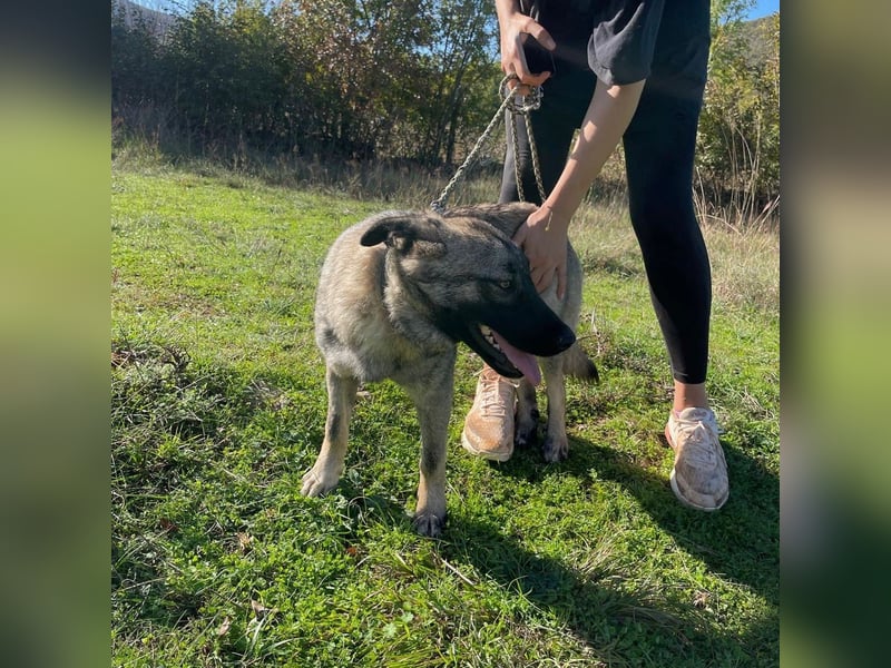 Veresa sucht ein Zuhause oder eine PS❤️