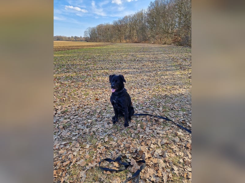 Verschmuste Eagle sucht forever Home❤️