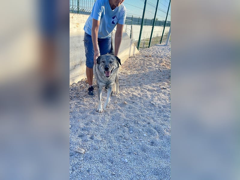 Robin sucht sein forever Home❤️