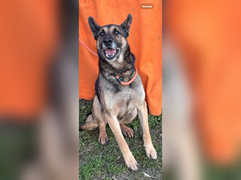 Durango sucht sein forever Home ❤️