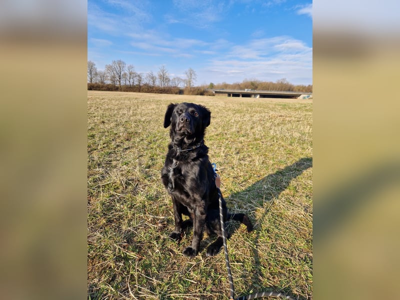 Verschmuste Eagle sucht forever Home❤️