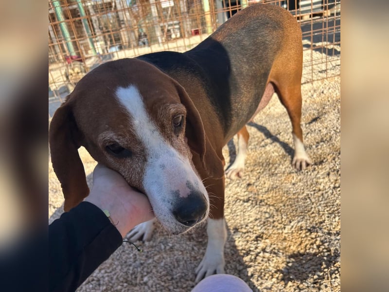 Aufgeschlossene Mila sucht ihr Zuhause ❤️