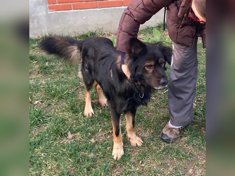 Lino sucht sein forever Home❤️