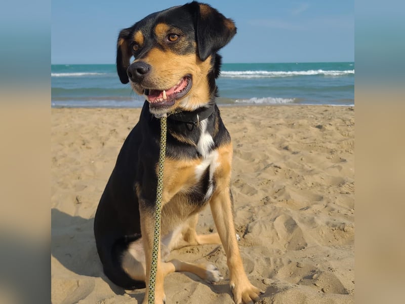 ZAKO sucht sein forever Home ❤️