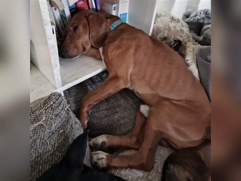 Ili sucht sein Für-Immer-Zuhause ❤️