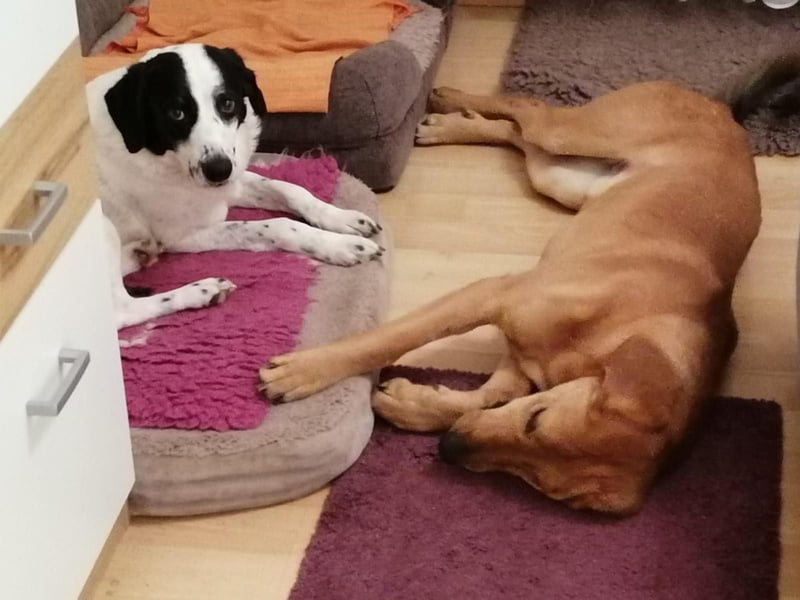 LUI sucht seine Familie ❤️