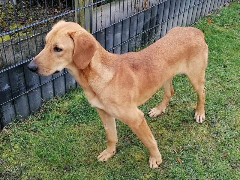 LUI sucht seine Familie ❤️