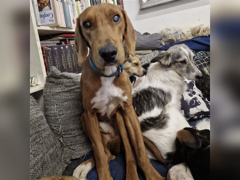 Ili sucht sein Für-Immer-Zuhause ❤️