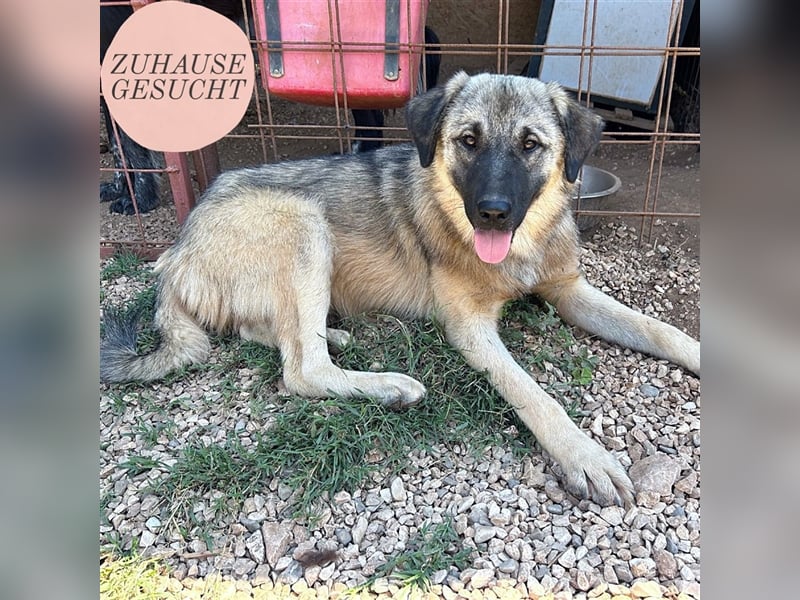 Kalahari sucht ihr Zuhause für immer ❤️