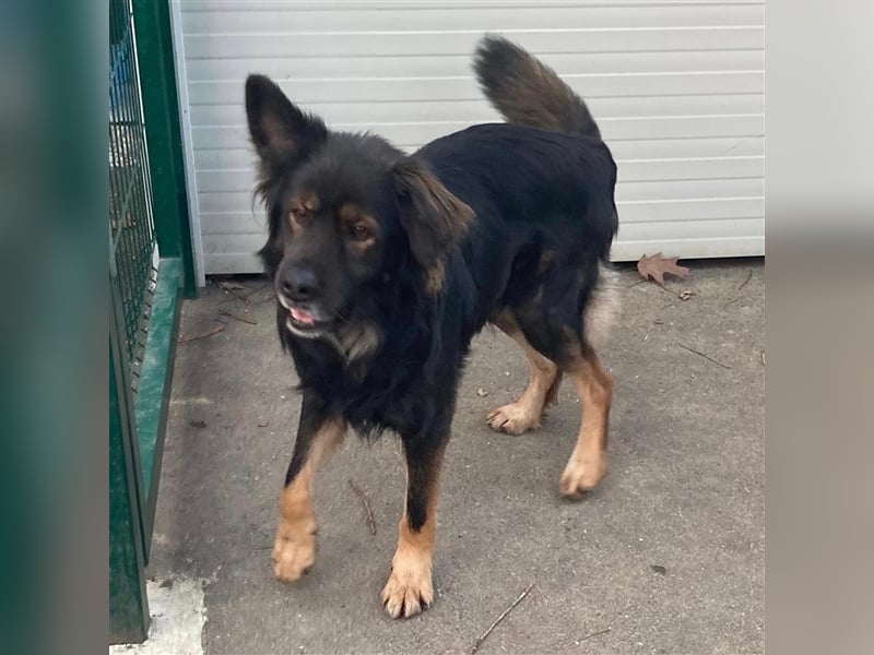 Lino sucht sein forever Home❤️