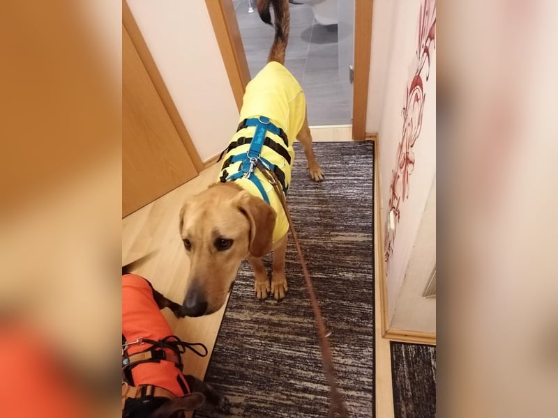 Lieber Rüde LUI sucht seine Familie ❤️