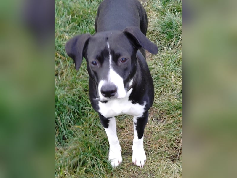 Vermittlungshilfe für KIRA❤️