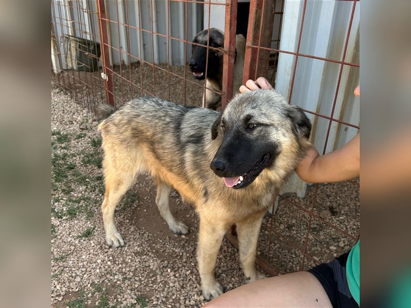 Kalahari sucht ihr Zuhause für immer ❤️