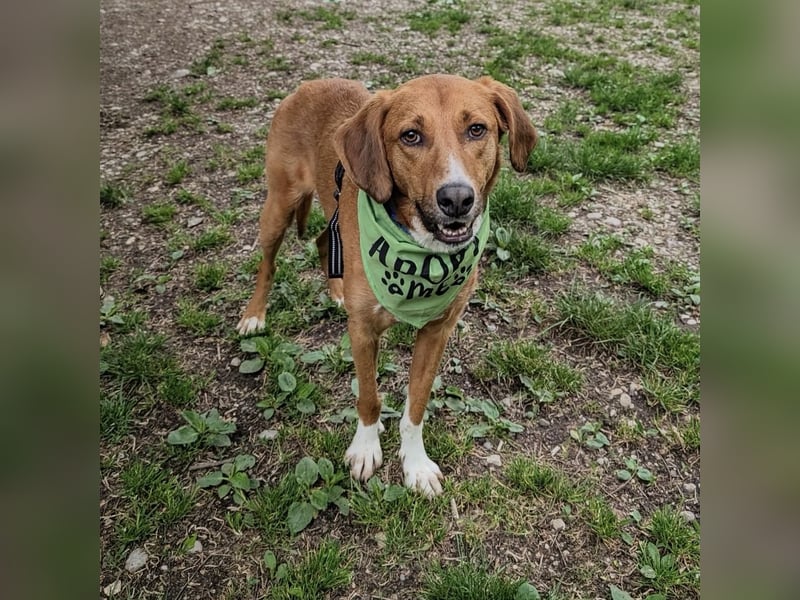 Vermittlungshilfe für Bronte ❤️