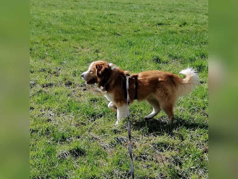 Vermittlungshilfe für Lenny ❤️