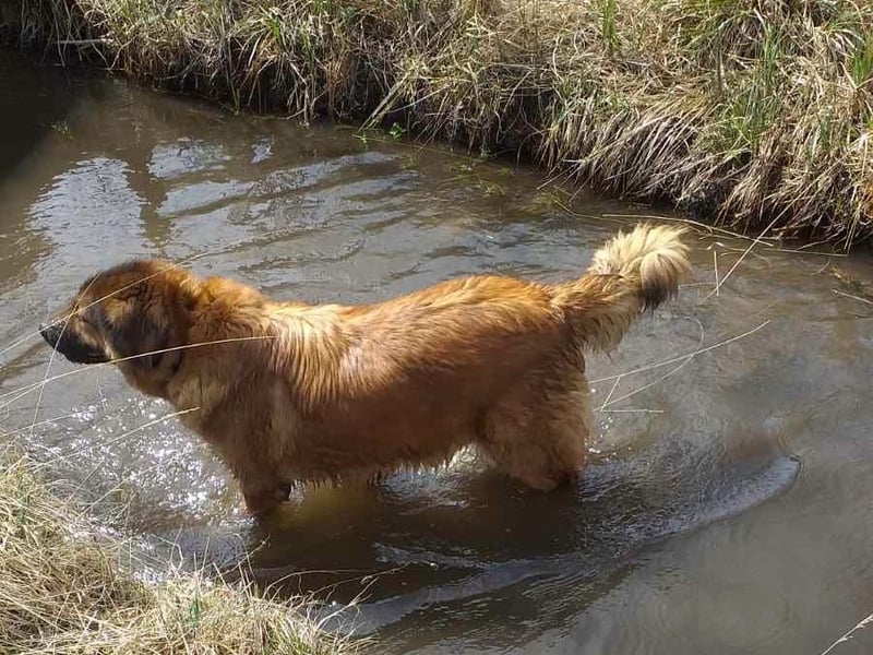 MECA sucht ihr Glück❤️