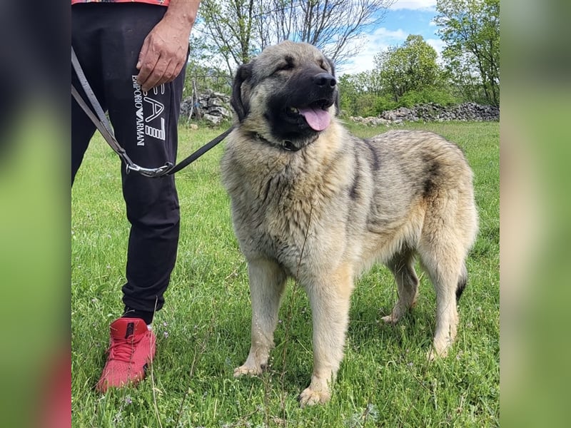 Kalahari sucht ihr Zuhause für immer ❤️